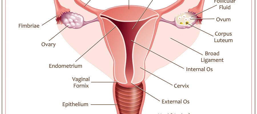 Uterus illustration